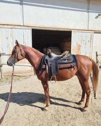 Cavallo Purosangue Arabo di anni 4