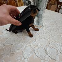 Cuccioli di pincher toys