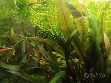 Poecilia Wingei Endler Red Black