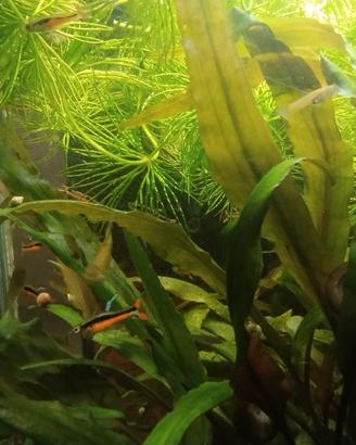 Poecilia Wingei Endler Red Black