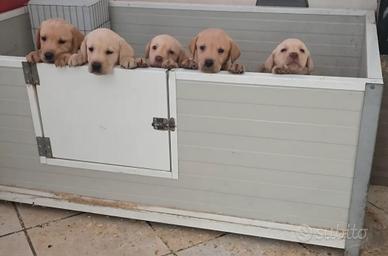Cuccioli labrador miele con pedigree Enci