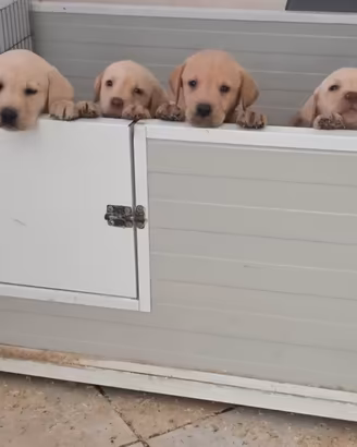 Cuccioli labrador miele con pedigree Enci