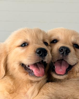 Golden Retriever, americano, pronta consegna