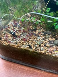 Neocaridina davidi red rili