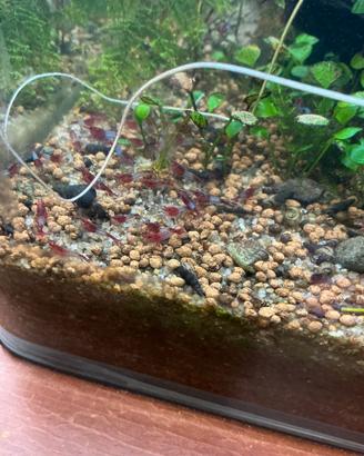 Neocaridina davidi red rili