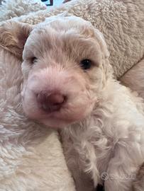 Cuccioli Lagotto romagnolo