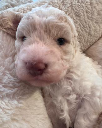 Cuccioli Lagotto romagnolo