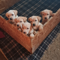 Labrador Cuccioli mantello miele