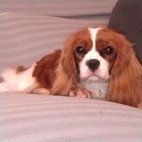 Cavalier king