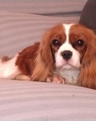 Cavalier king