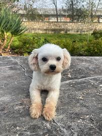 Maltese per accoppiamento, pedigree Enci