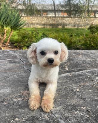 Maltese per accoppiamento, pedigree Enci