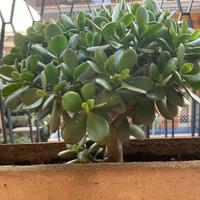 Pianta grassa