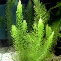 Pianta laghetto ceratophyllum demersum