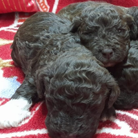 Cuccioli Lagotto romagnolo pedigree Roy Natale
