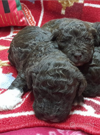 Cuccioli Lagotto romagnolo pedigree Roy Natale