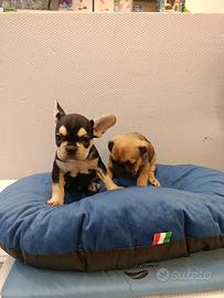 Cuccioli di bulldog francese