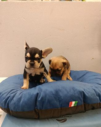 Cuccioli di bulldog francese