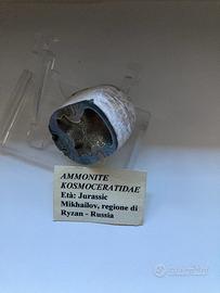 Ammonite eta Jurassica