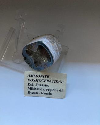 Ammonite eta Jurassica