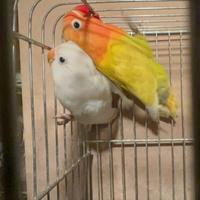 Coppia Agapornis Fischer