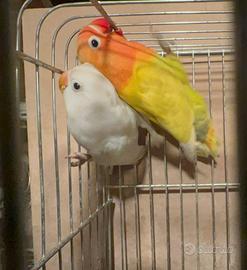 Coppia Agapornis Fischer