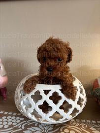 Cuccioli di barboncino red toy con pedigree