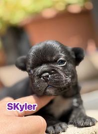 Bulldog francese femmina