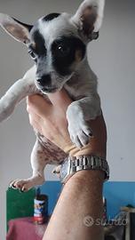 Cucciola Pinscher nano X Chihuahua