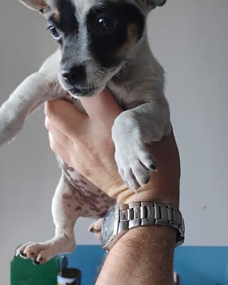 Cucciola Pinscher nano X Chihuahua