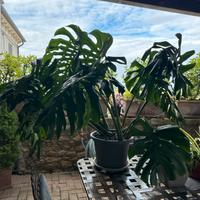 Monstera Deliciosa