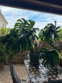 Monstera Deliciosa