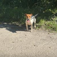 Jack russell