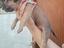 Immagine 4