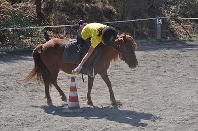 Gruppo di tre pony