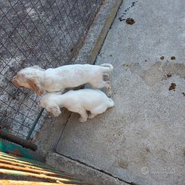 CANI DA CACCIA