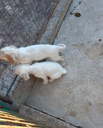 CANI DA CACCIA