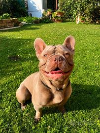 Bulldog francese da monta