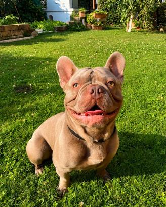Bulldog francese da monta
