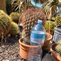 gymnocalycium scaglioni XXL