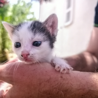 Gattini dolcissimi