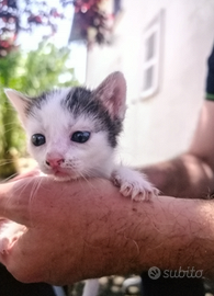 Gattini dolcissimi
