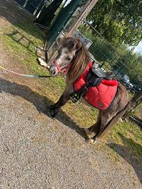 Pony per bambini o compagnia