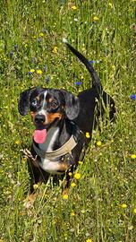 Disponibile bassotto arlecchino/piebald per monta