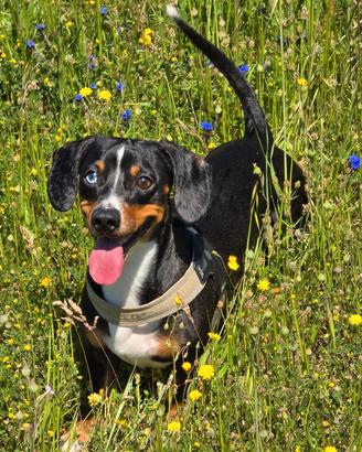 Disponibile bassotto arlecchino/piebald per monta