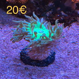 Talee coralli acquario marino