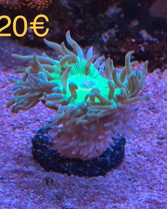 Talee coralli acquario marino