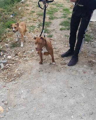 Pitbull