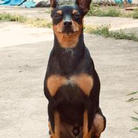 Pinscher maschio per monta
