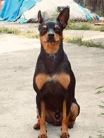 Pinscher maschio per monta